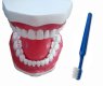 TOOTH BRUSH DEMO MODEL